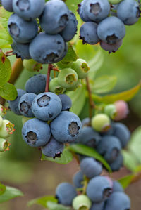 Blueberries on bush growing in organic household garden