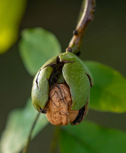 Close-up of fruit growing on tree