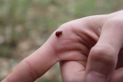 Cropped image of hand holding small insect