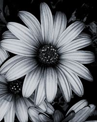 Close-up of black-eyed blooming outdoors