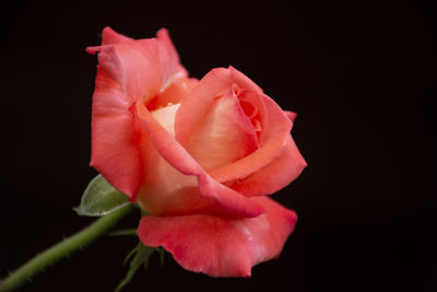 Close-up of pink rose against black background