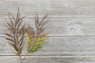 High angle view of plant on wooden table