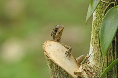 Ameiva lizard climbing on a tree trunk in sarapiqui, costa rica
