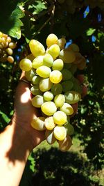 Close-up of hand holding grapes