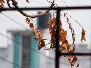 Close-up of dry leaves hanging on branch