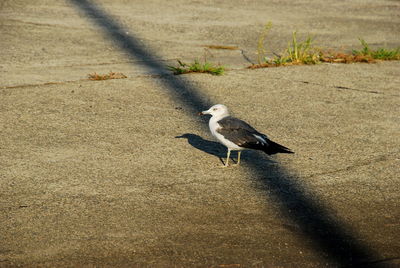 High angle view of bird perching on street