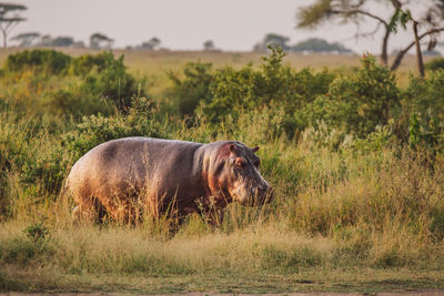 Hippopotamus on a field