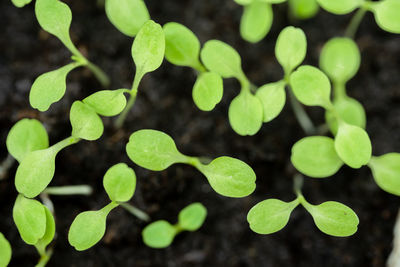 Close-up of green leaves