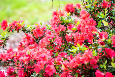 Close-up of pink cherry blossoms in spring