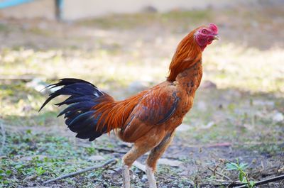 Close-up of rooster on field