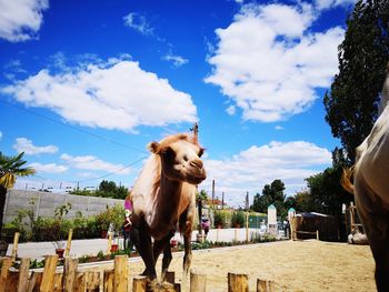 Horse standing against the sky