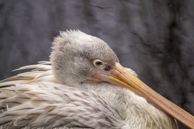 Close-up of bird