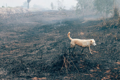 Dog standing in a forest