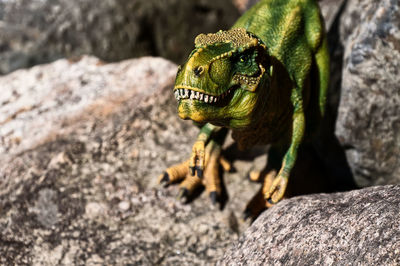 Close-up of lizard on rock