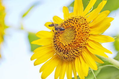 Macro photography of blooming sunflower