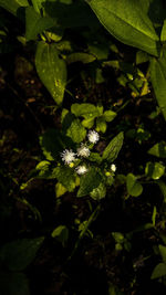 High angle view of flowering plant