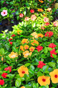 High angle view of flowering plants