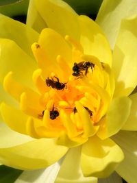 Close-up of bee on yellow flower