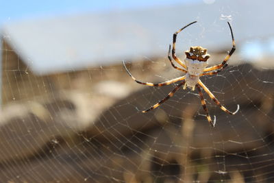 Close-up of spider on web