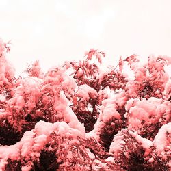 Low angle view of pink cherry blossoms against sky