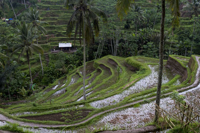 Scenic view of farm