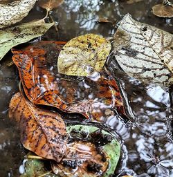 Close-up of rocks in water