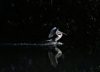 High angle view of gray heron by lake