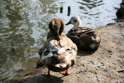 Swans and ducks swimming on lake