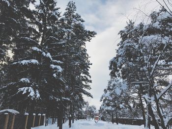 Trees on snow covered land against sky