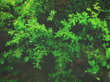 Full frame shot of fresh green plants