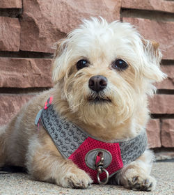 Portrait of dog