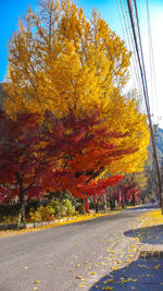 Autumn trees by road against sky