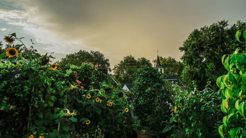 Scenic view of flowering plants against sky