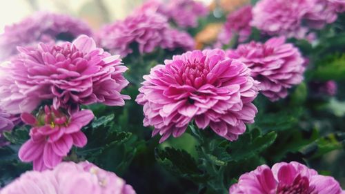 Close-up of pink flowers blooming outdoors