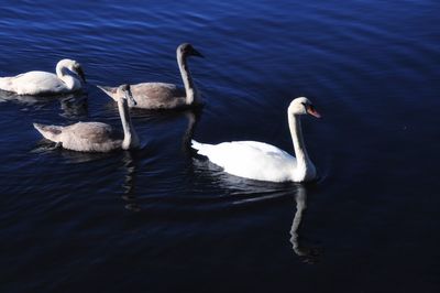 Swans and geese floating on lake water