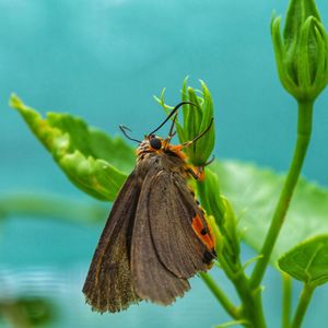 Close-up of butterfly pollinating on flower