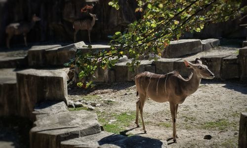 Horse standing outdoors
