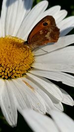 Close-up of white flower