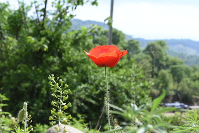 Close-up of red poppy flower