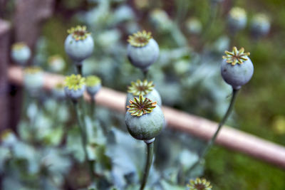 Close-up of white flowering plant