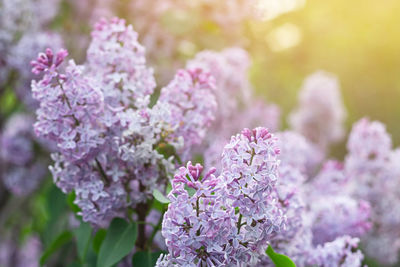 Close-up of pink cherry blossom