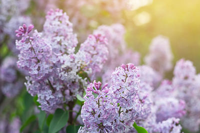 Blooming lilac, violet blue flower at springtime, natural background with pastel romantic color