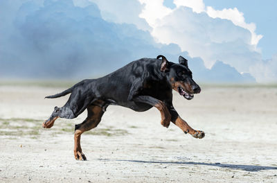 Dog running on beach