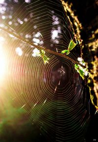 Close-up of spider on web