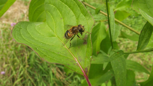 Close-up of insect on leaf