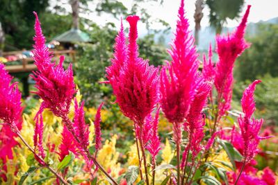 Close-up of pink flowering plants in garden