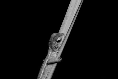 Close-up of clothes hanging on black background