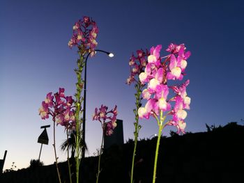 Low angle view of pink flowering plant against clear sky