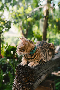 Close-up of a cat on tree