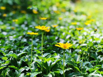 Close-up of yellow flowering plants on field